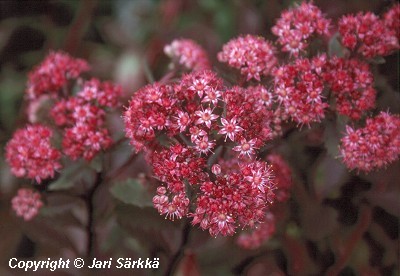 Sedum 'Common Red'